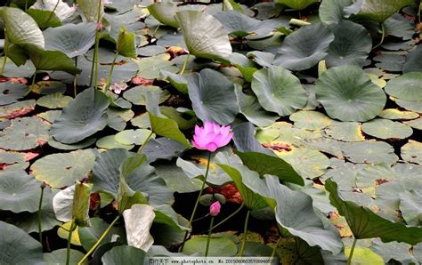 莲花风水|莲子、莲花、莲藕的文化寓意与日常应用